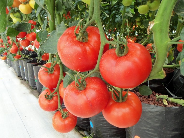 jenis Tanaman Hidroponik Tomat
