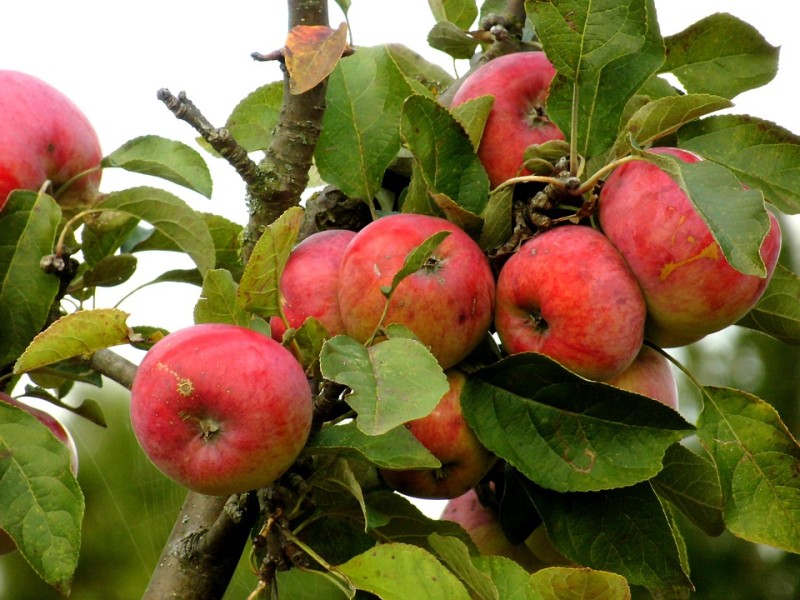 Buah apel dapat mencegah Irritable bowel syndrome